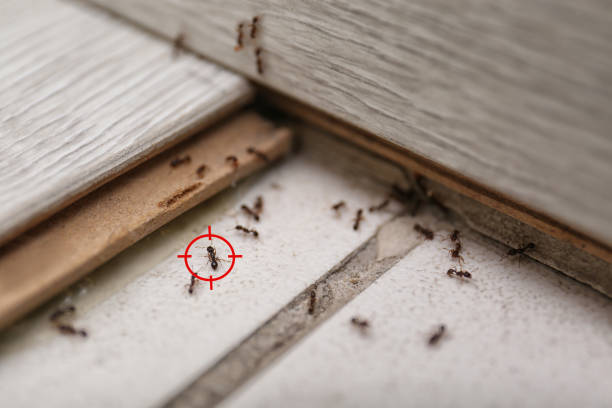 Flea Control Services in Greenwood, MO